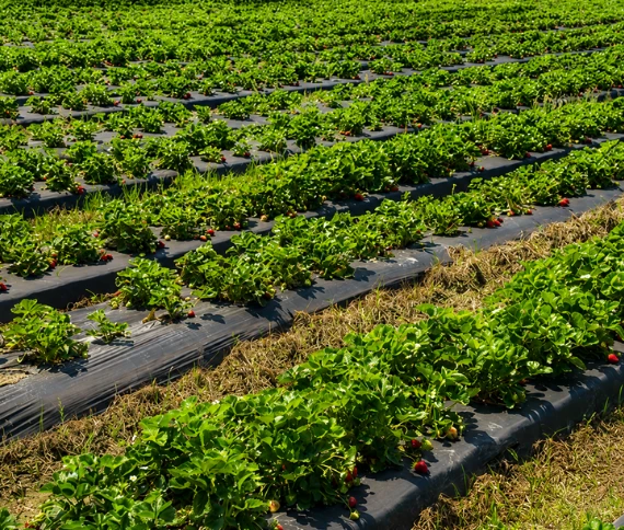 Tecnologia nutricional no hortifruti: o caminho para reduzir perdas e elevar o padrão de qualidade exigido pelo mercado